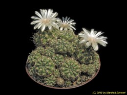 Gymnocalycium uruguayense 46